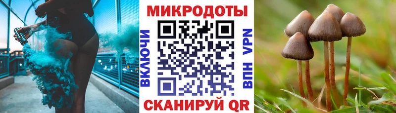 Галлюциногенные грибы Psilocybe  kraken   Наволоки 